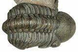 Flying Crotalocephalina Trilobite with Reedops #339524-3